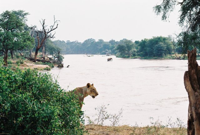 notetheelephantcrossingtheriversamburunationalreservenorthernkenya.jpg