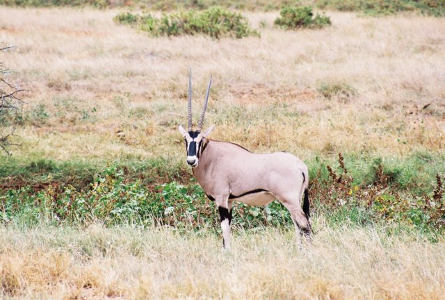 oryxagazelthatcansurvivewithoutdrinkingitismostcommoninthedesertousnorthofkenya.jpg