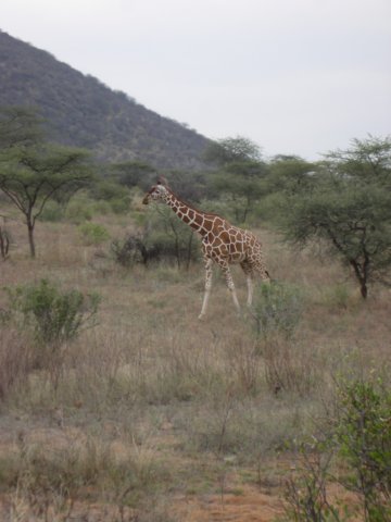 reticulatedgirafe.jpg