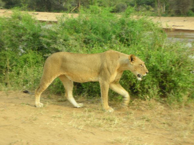samburunationalreservenorthernkenya.jpg