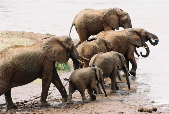 shortlyafterthesingleelephantleftaherdcametoourbreakfastspot.jpg