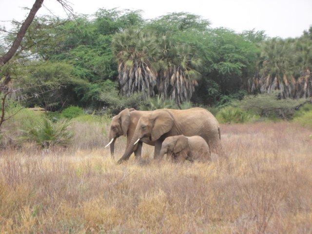 some900elephantsliveintheareaofthesamburunationalreservenorthernkenya.jpg