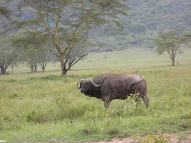thebuffalopopulationatlakenakurunationalparkisbecomingaproblemastherearetoomany.jpg