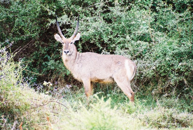 thefirstwaterbuckwesawonthetripwasoutsideofsamburunationalreserve.jpg