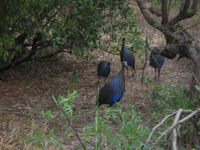 thesebluebirdsarelikechickenswesawverymanyandsomearerathersuicidlewithcars.jpg