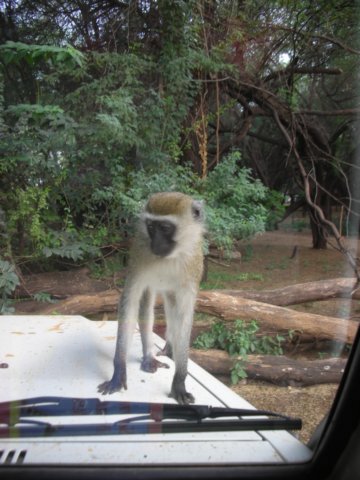vervetmonkeyscanbecomepestswhentheyareaccustomedtobeingfed.jpg