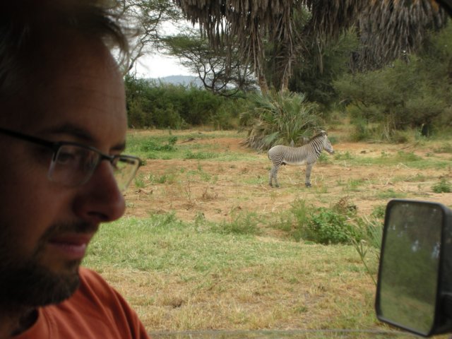 whilecheckingthemapalonesomezebrastallionspottedus.jpg