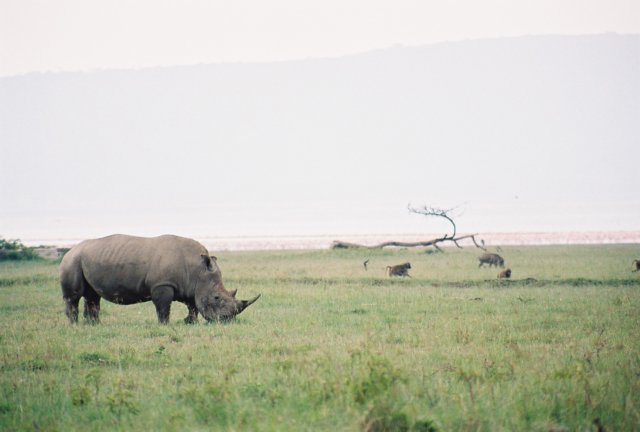 whiterhinocerosbaboonswarthogandflamingosatlakenakurukenya.jpg
