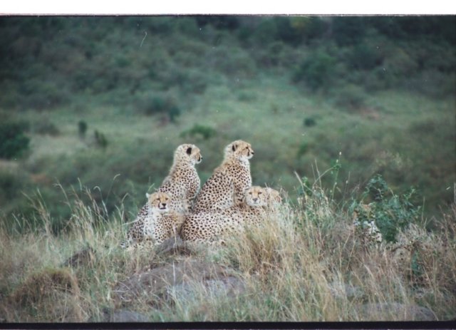 acheetahmotherwith4cubsspenttheearlyhourslookingaroundfromalittlehillmasaimarakenya.jpg