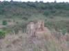 acheetahmotherwith4cubsspenttheearlyhourslookingaroundfromalittlehillmasaimarakenya2_small.jpg