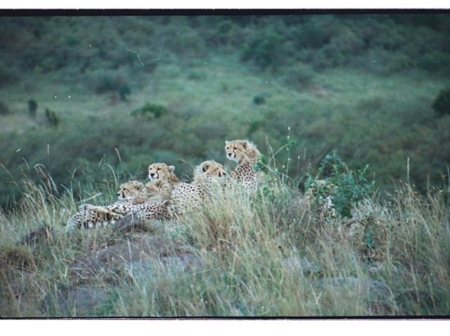 acheetahmotherwith4cubsspenttheearlyhourslookingaroundfromalittlehillmasaimarakenya3.jpg