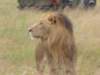 afterleavingmasaimaranationalreserveandmentioningtothegaterangerwehadnotseenlionshe_small.jpg