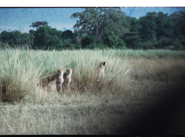 afterwehadwatchedfirstagroupof5cheetahsandonesinglecheetahwesawaprideof4.jpg