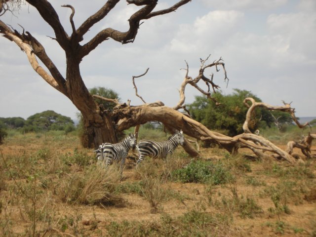 amboselinationalparkkenya.jpg