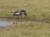amboselinationalparkkenya2_small.jpg