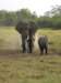 amboselinationalparkkenya4_small.jpg