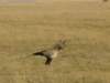 amboselinationalparkkenya6_small.jpg