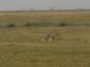 amboselinationalparkkenya7_small.jpg