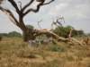 amboselinationalparkkenya_small.jpg