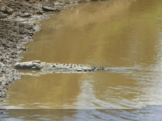 atazebrawaterdrinkingspotonthemarariver.jpg