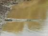 atazebrawaterdrinkingspotonthemarariver_small.jpg