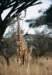 babymasaigiraffeamboselinationalparkkenya_small.jpg