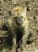 babyspottedhyenamasaimaranationalreservekenya_small.jpg