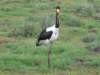 beatifullycoloredbirdataswampinamboselinationalparkkenya2_small.jpg