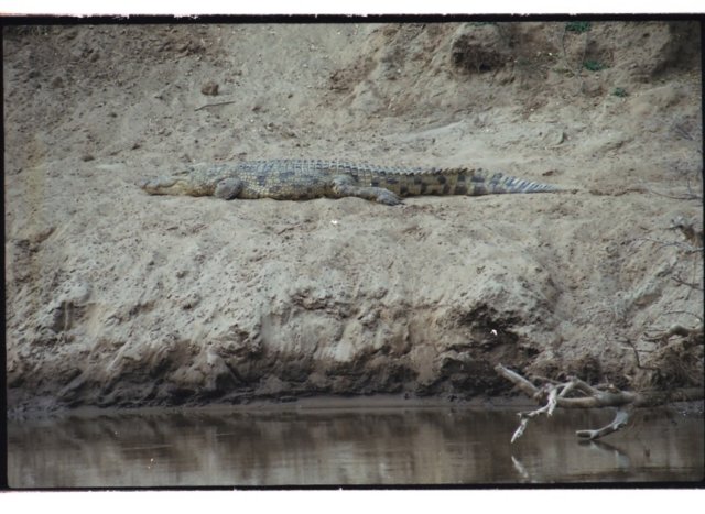 besideshippostherearealsomanycrocodilesinthemarariver.jpg