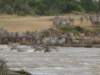 besidesthewildebeestzebrasalsomigrateaccrossthedangerousmarariver_small.jpg