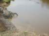 butthenthecrocodileswimsbacksubmergednotetheshadowintheforeground_small.jpg