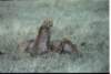 cheetahlookaroundnervouslywhileeatingfearingtheirfoodcouldberobbedbyhyenasorlions_small.jpg