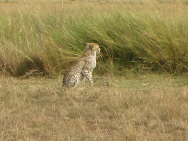 cheetahsaretheworldsfastestlandmammalreachingspeedsof105kmh.jpg