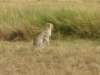 cheetahsaretheworldsfastestlandmammalreachingspeedsof105kmh_small.jpg