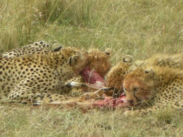 cheetahshavetoeatquicklyastheyareoftenrobbedfromtheirfoodbyhyenasorlions.jpg