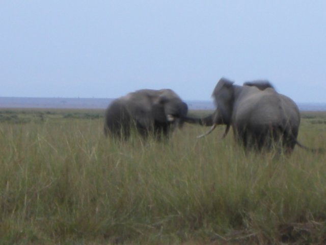 elephantsfightinginamboselinationalparkkenya.jpg