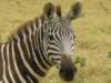 everyzebrahasitsowndesignlikehumansfingerprintswhicharealsounique_small.jpg