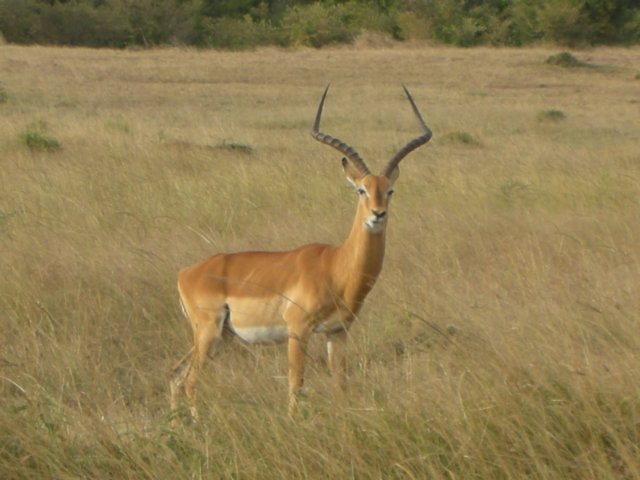 grantsgazelle.jpg