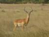 grantsgazelle_small.jpg