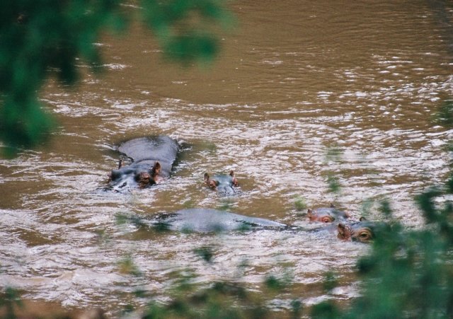 hipposintsavorivertsavowestnationalparkkenya.jpg