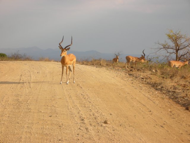 impalasarealsocommonintsavowestnationalparkkenya.jpg