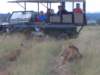 maleand2femalelionsmasaimaranationalreservekenya_small.jpg