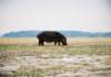 malehipposoftenhavemanyscarsfromfightingwithothermalesamboselinationalparkkenya_small.jpg