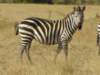 masaimaranationalreserve_small.jpg