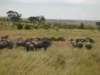 masaimaranationalreservehometothousandsofwildebeestzebras_small.jpg
