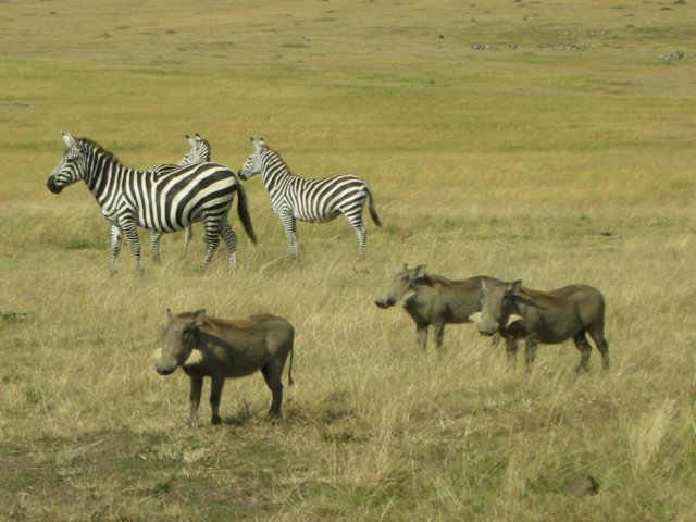 masaimaranationalreservekenya.jpg