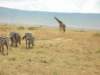 masaimaranationalreservekenya2_small.jpg