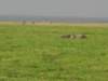 someelephantssinkdeepintheswampsamboselinationalparkkenya_small.jpg