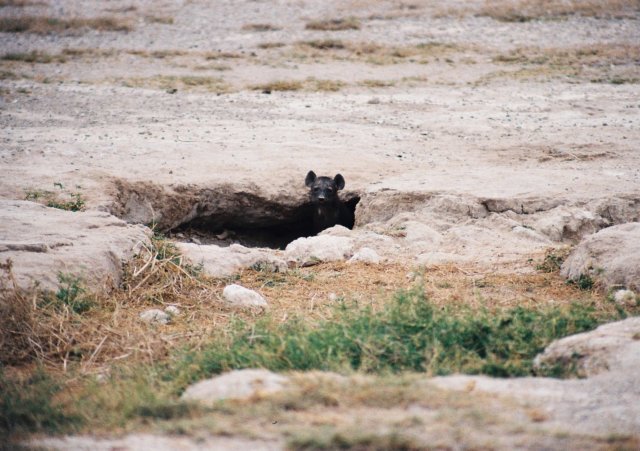 spottedhyenababyitismainlyblackamboselinationalparkkenya.jpg