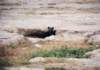 spottedhyenababyitismainlyblackamboselinationalparkkenya_small.jpg